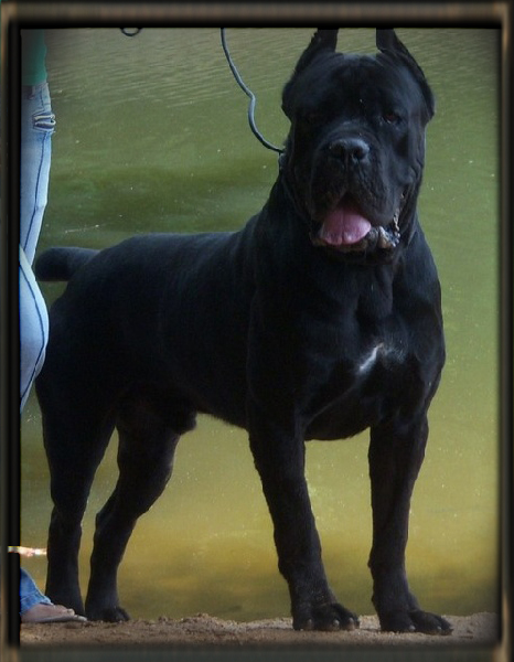 cane corso old world